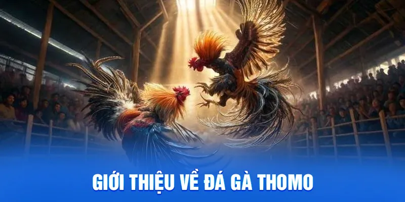 Đá Gà Thomo - Cá Cược Trực Tuyến, Trả Thưởng Nhanh 2025 1 Giới thiệu về đá gà thomo